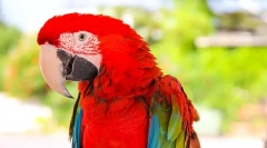 Скільки років живе папуга ara вдома